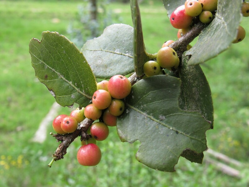 Xylosma spiculifera photo 7