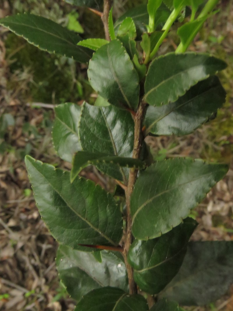 Xylosma spiculifera photo 8