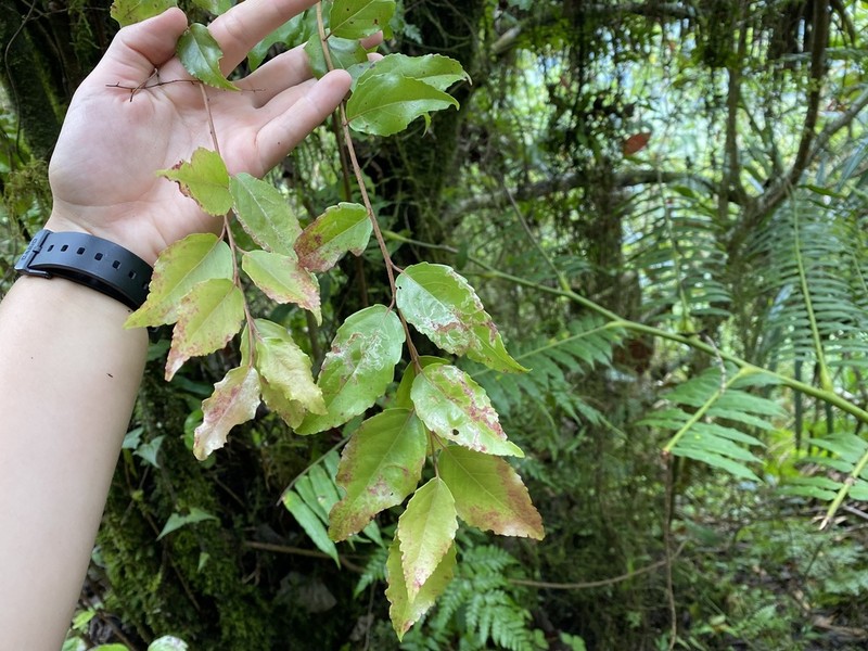 Xylosma suaveolens photo 2