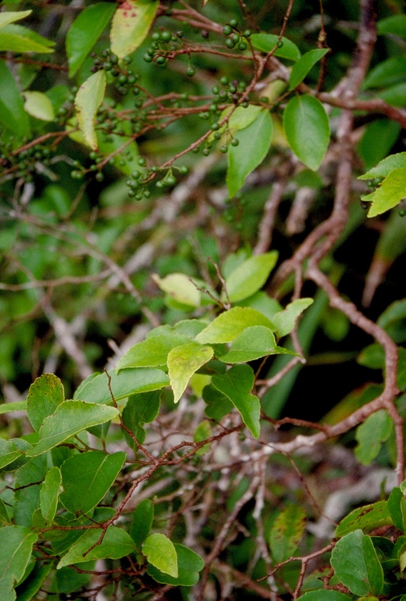 Xylosma suaveolens photo 3