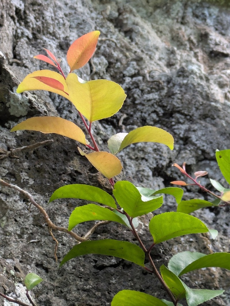 Xylosma suaveolens photo 4