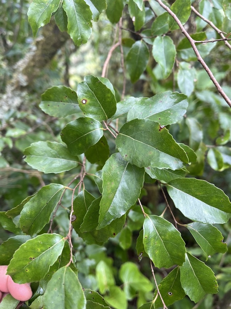 Xylosma suaveolens photo 5
