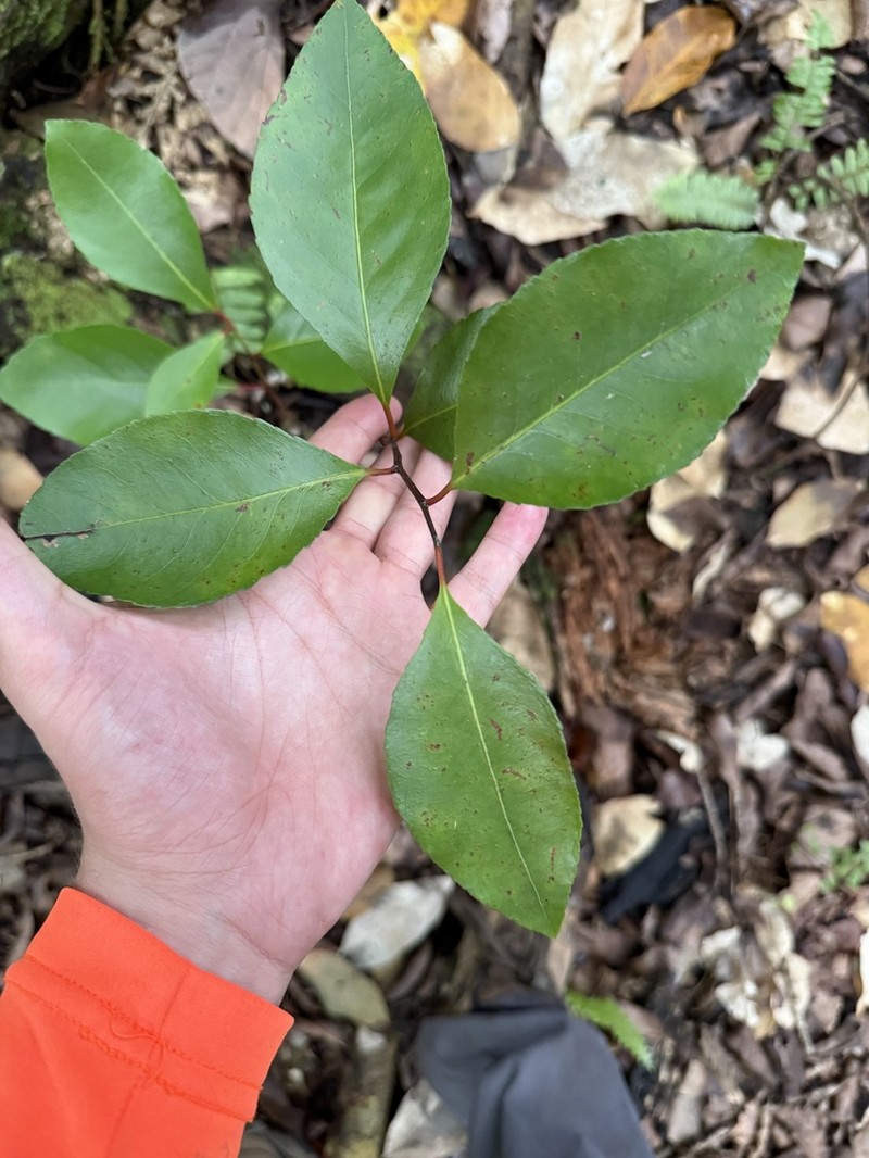 Xylosma suaveolens photo 6