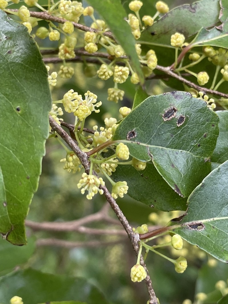 Xylosma suaveolens photo 7