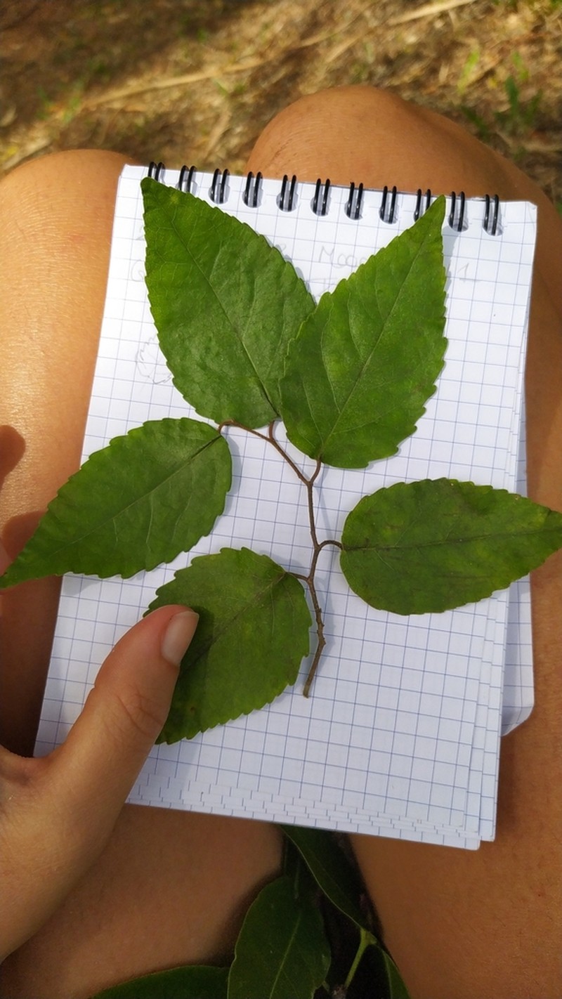 Xylosma suaveolens photo 8
