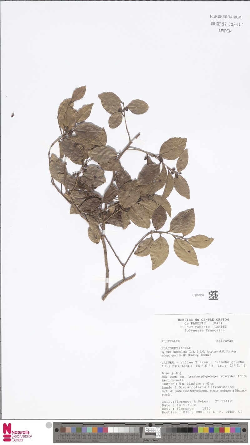 Xylosma suaveolens subsp. gracilis