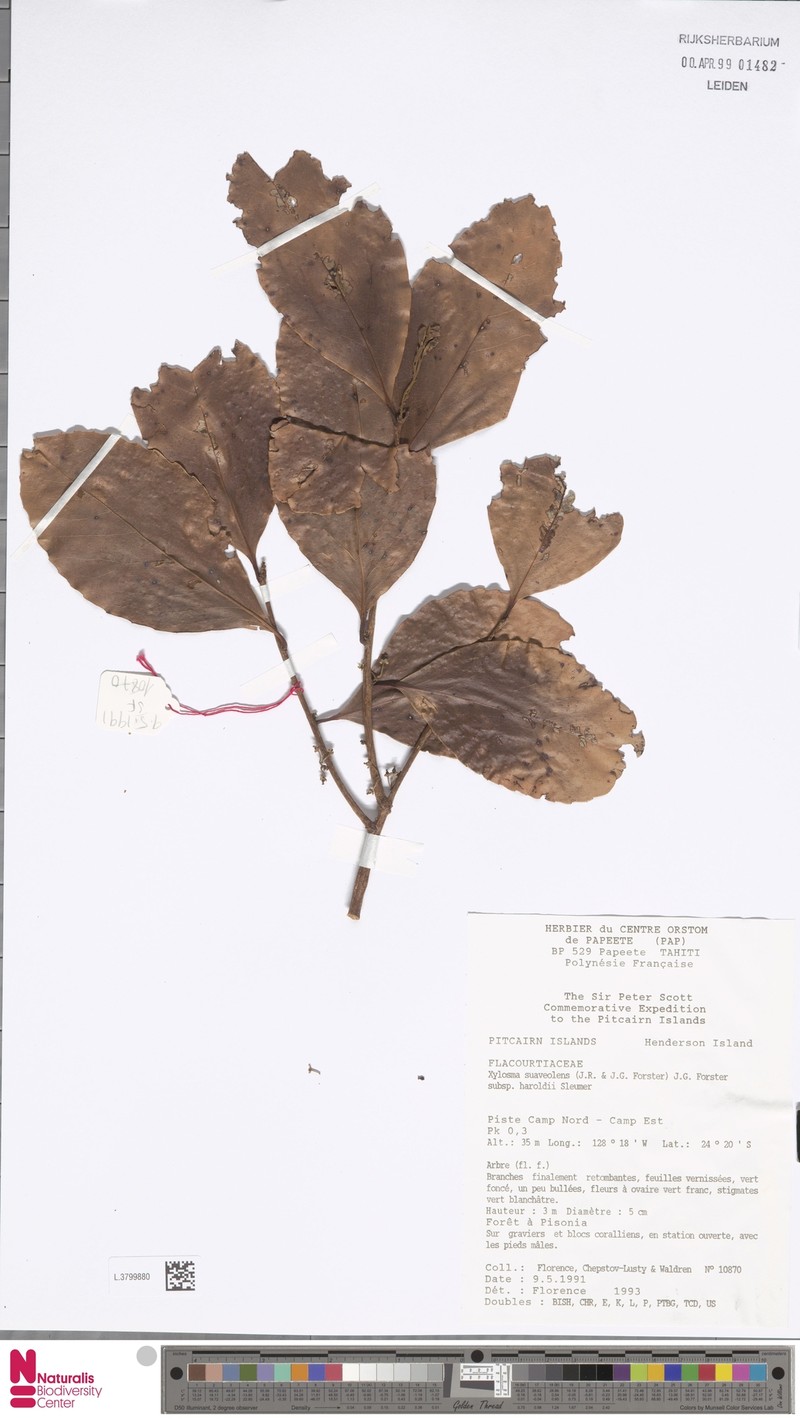 Xylosma suaveolens subsp. haroldii