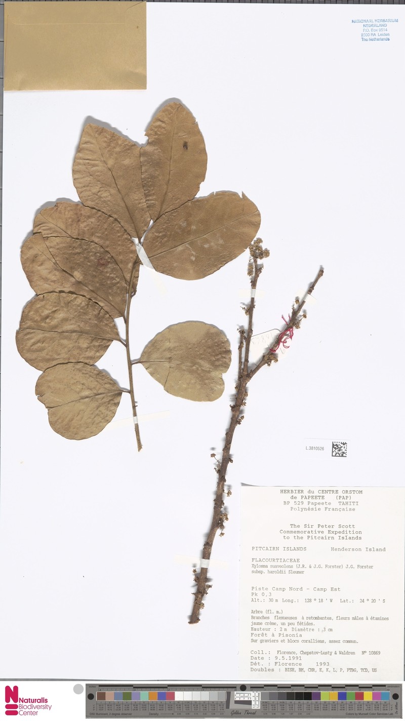 Xylosma suaveolens subsp. haroldii photo 2