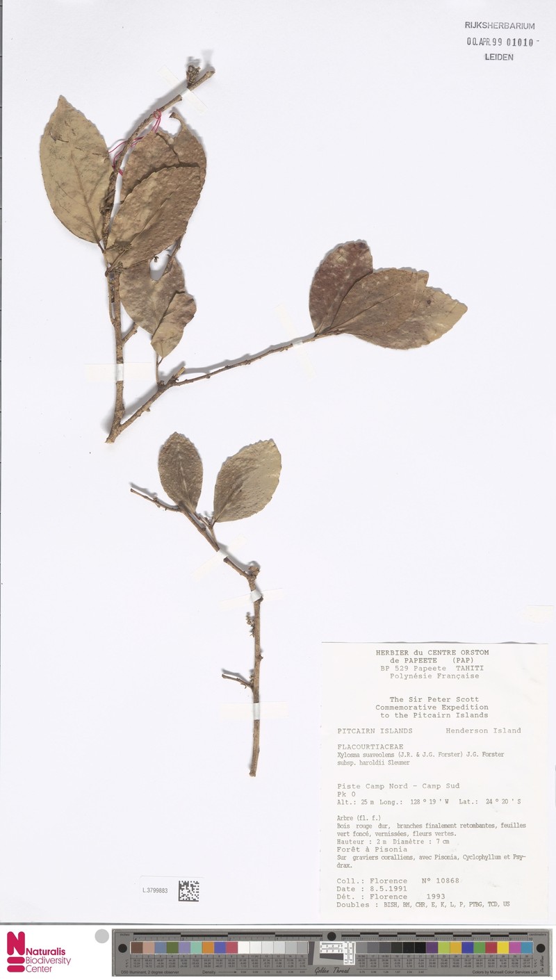 Xylosma suaveolens subsp. haroldii photo 3
