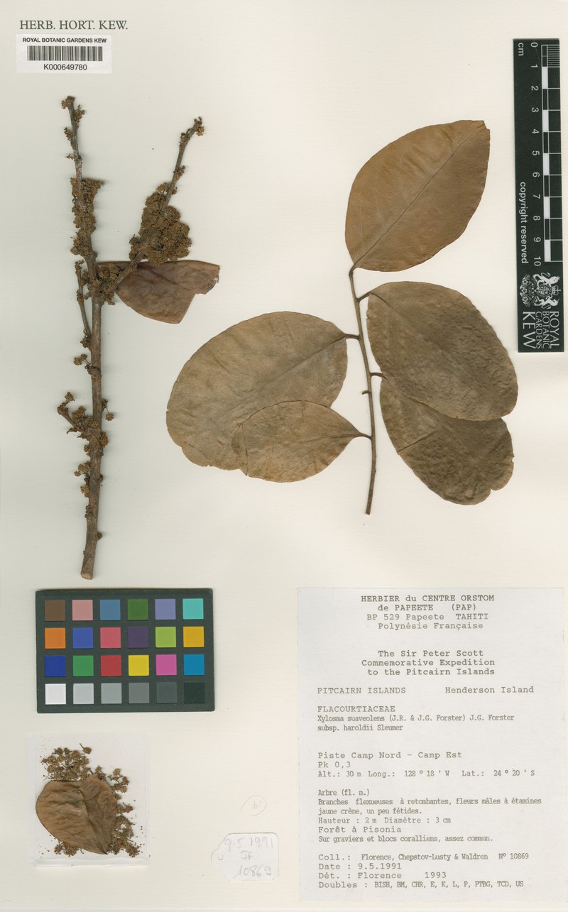 Xylosma suaveolens subsp. haroldii photo 4