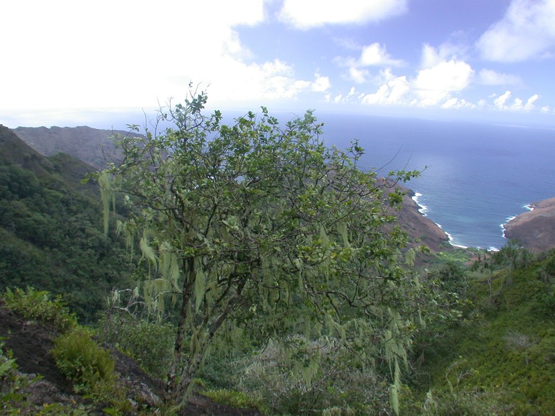 Xylosma suaveolens subsp. pubigera