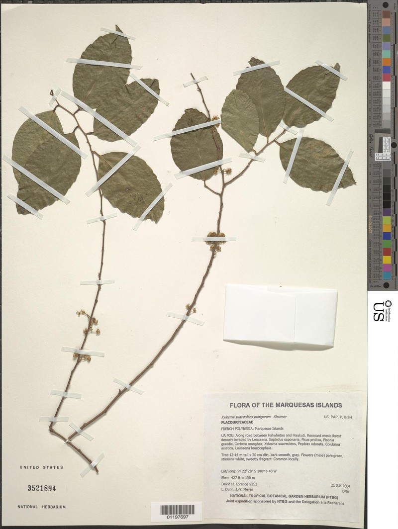 Xylosma suaveolens subsp. pubigera photo 2