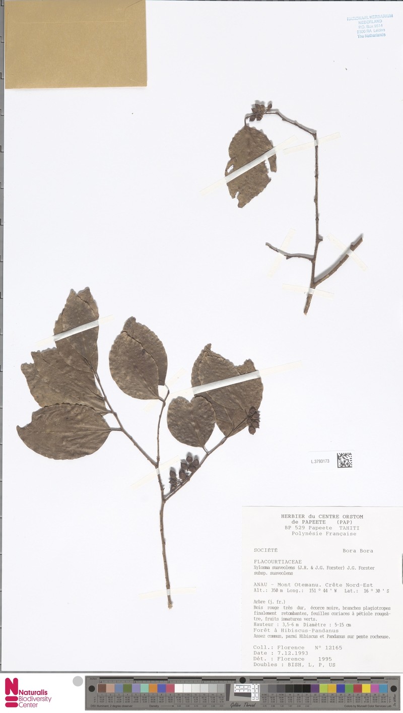 Xylosma suaveolens subsp. suaveolens