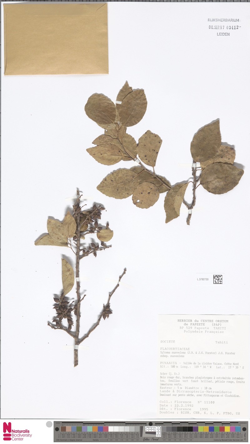 Xylosma suaveolens subsp. suaveolens photo 2