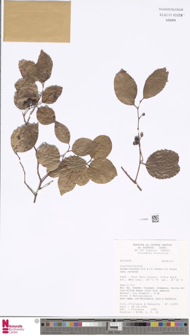 Xylosma suaveolens subsp. suaveolens photo 3