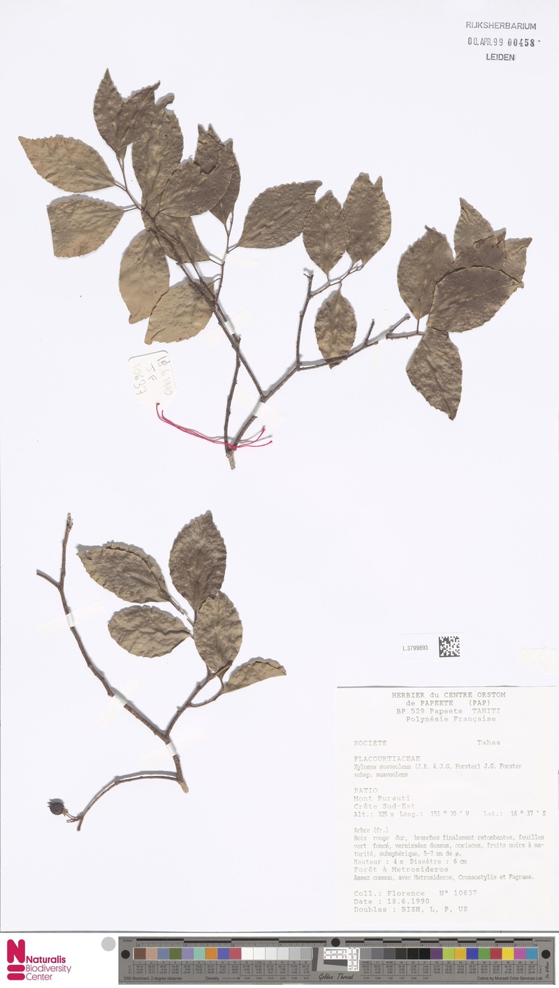 Xylosma suaveolens subsp. suaveolens photo 4