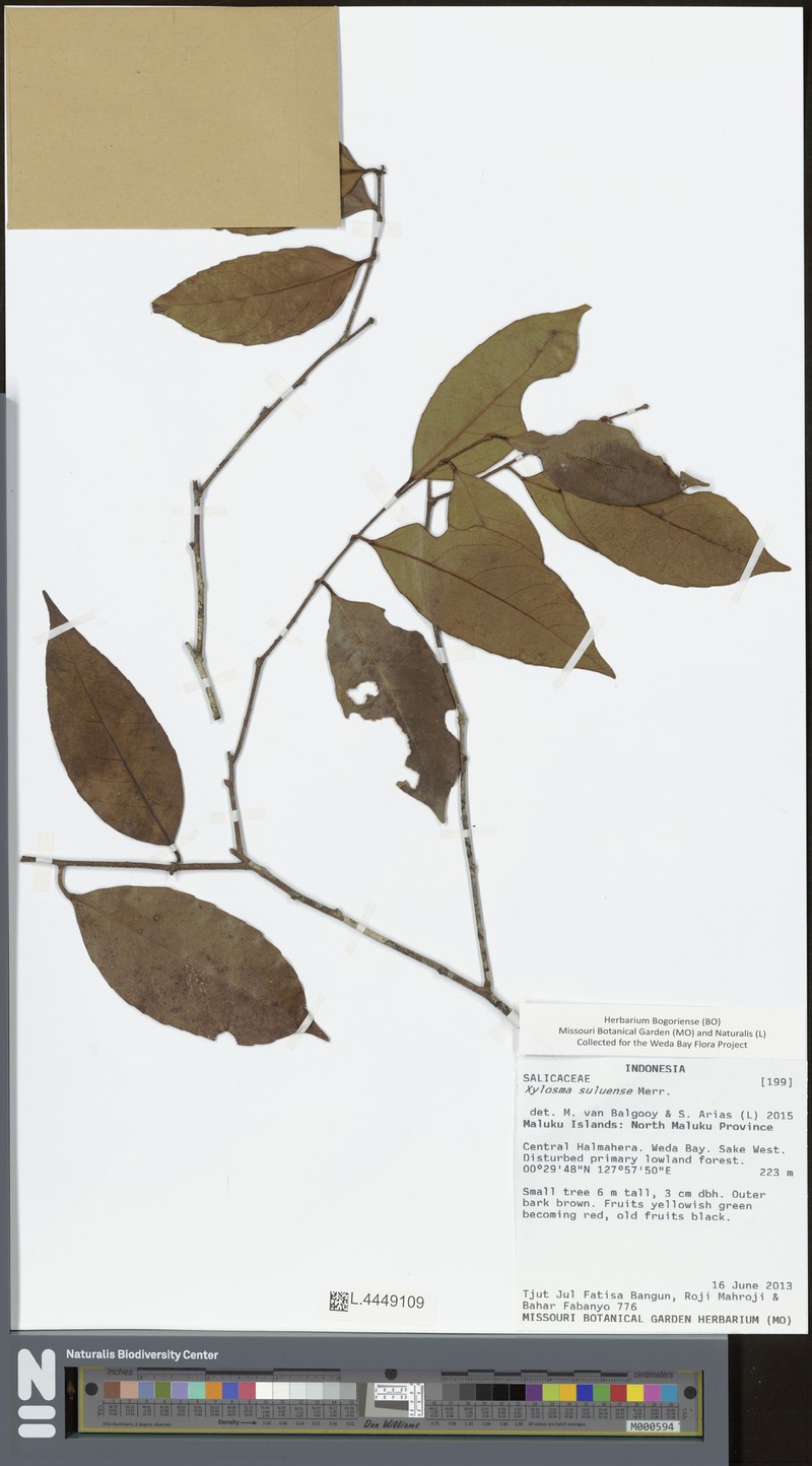 Xylosma suluensis