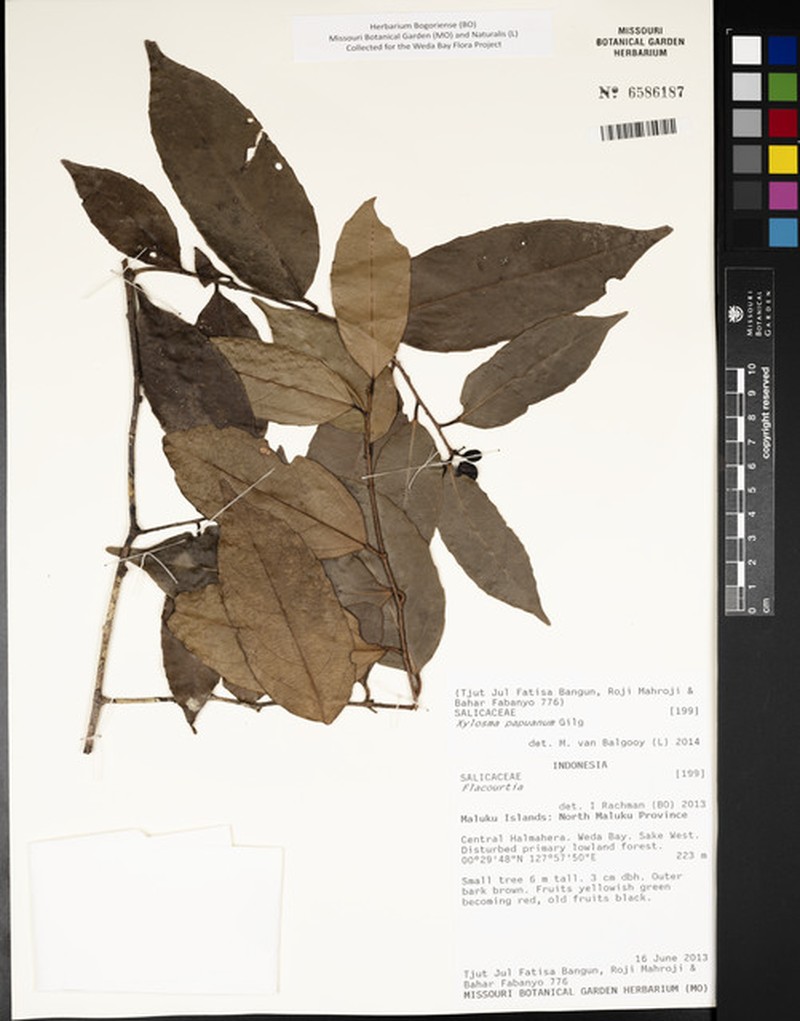 Xylosma suluensis photo 2
