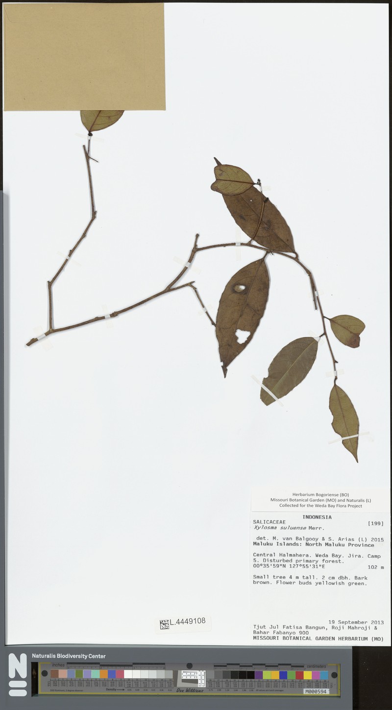 Xylosma suluensis photo 3