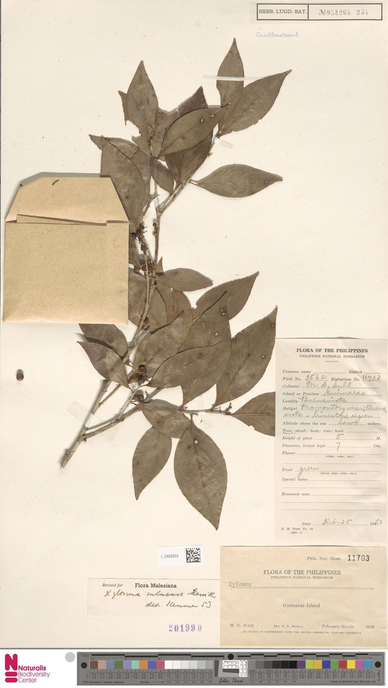 Xylosma suluensis photo 4