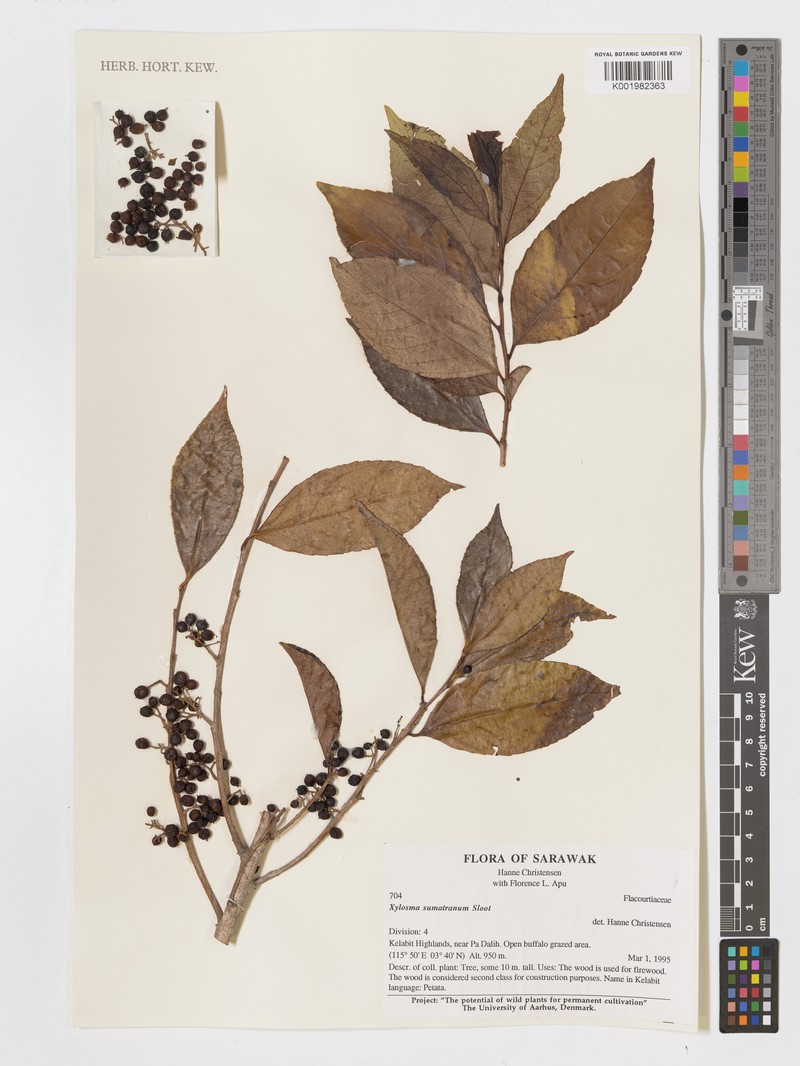 Xylosma sumatrana