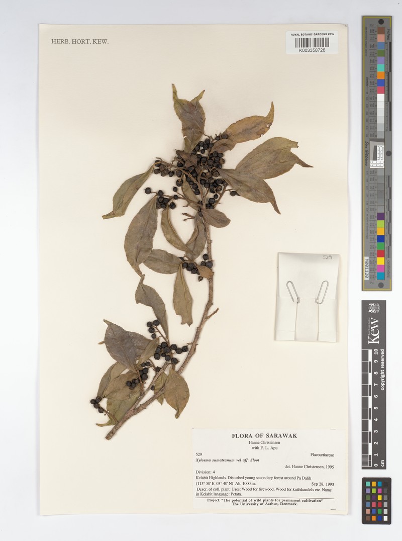 Xylosma sumatrana photo 2