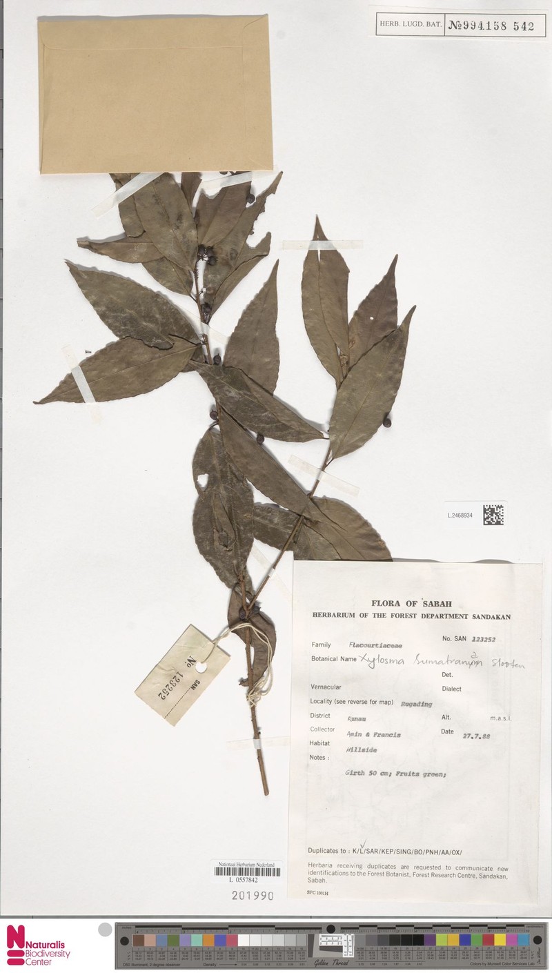 Xylosma sumatrana photo 3
