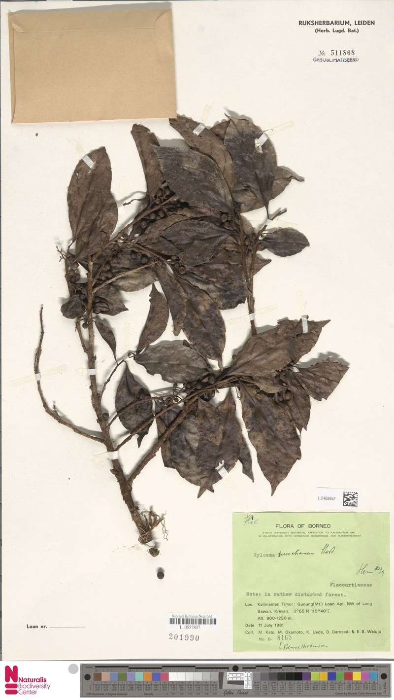 Xylosma sumatrana photo 4