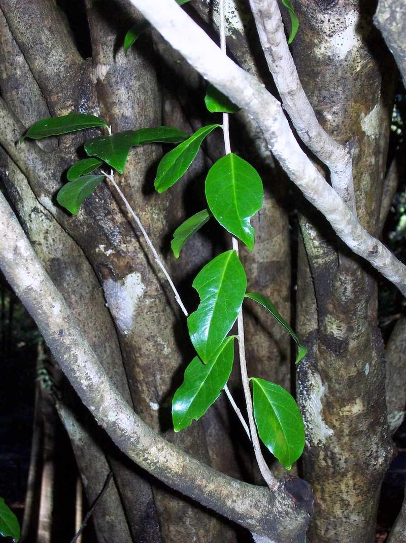 Xylosma terrae-reginae