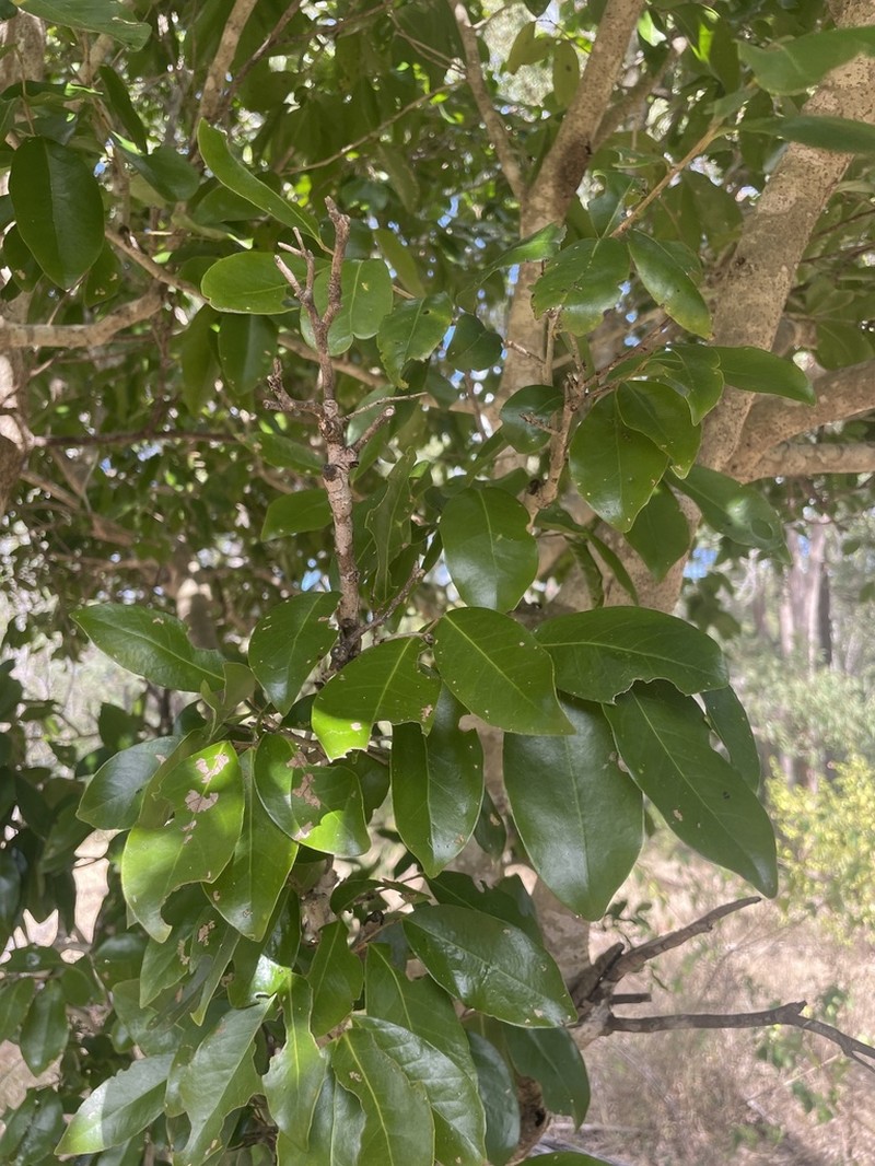 Xylosma terrae-reginae photo 2