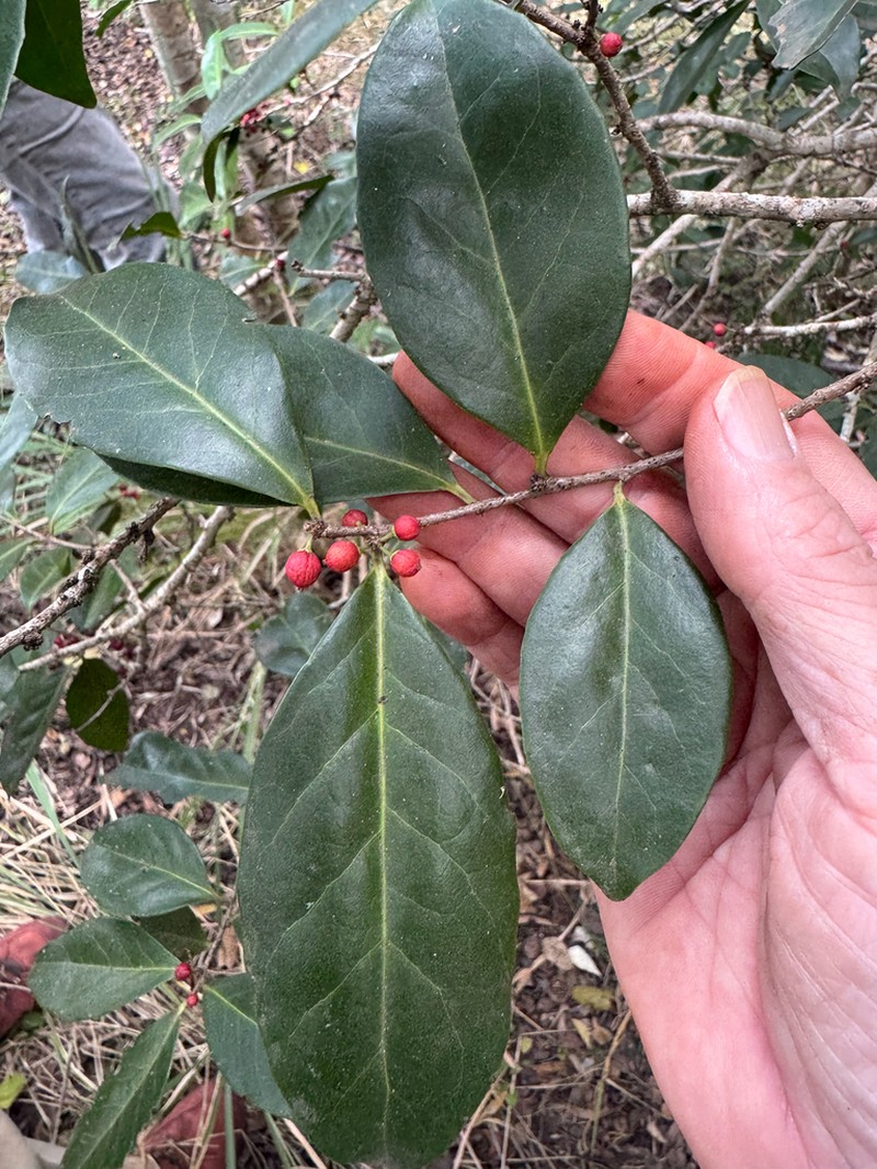 Xylosma terrae-reginae photo 3