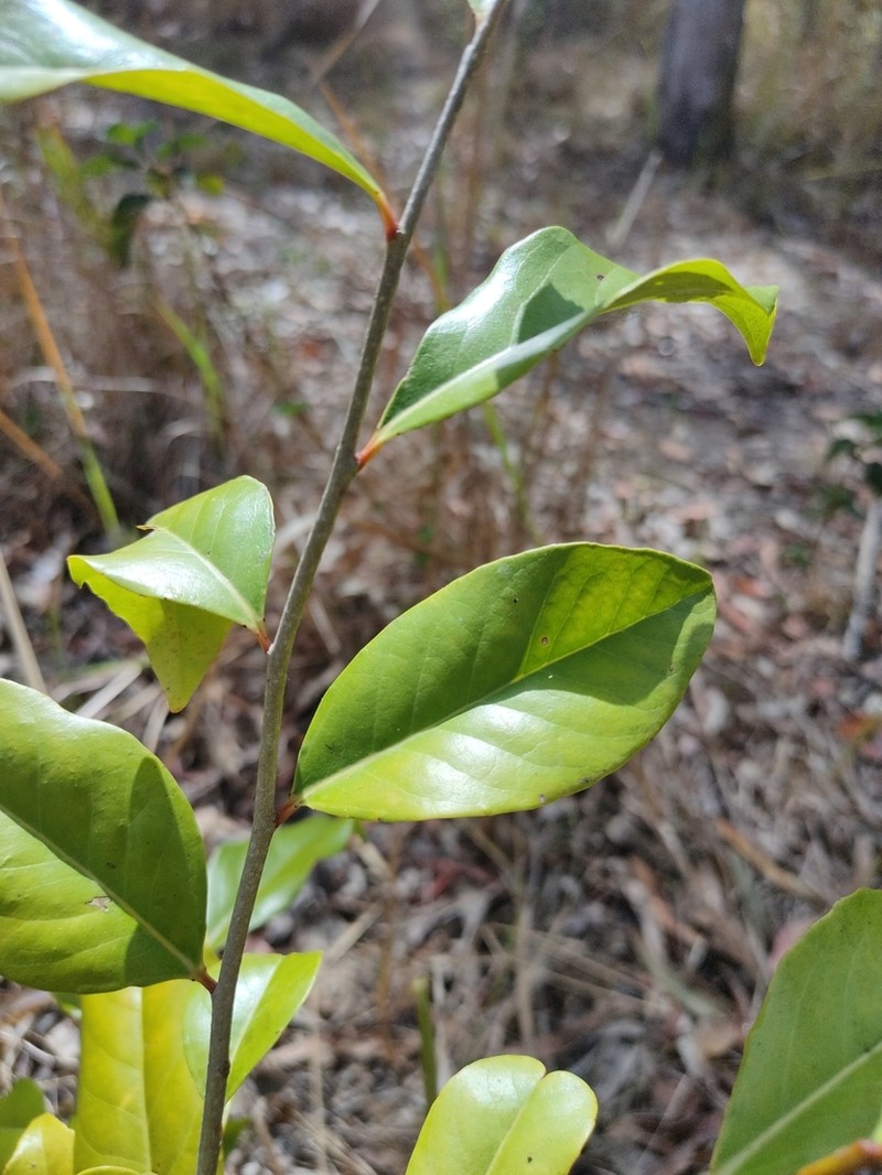 Xylosma terrae-reginae photo 4