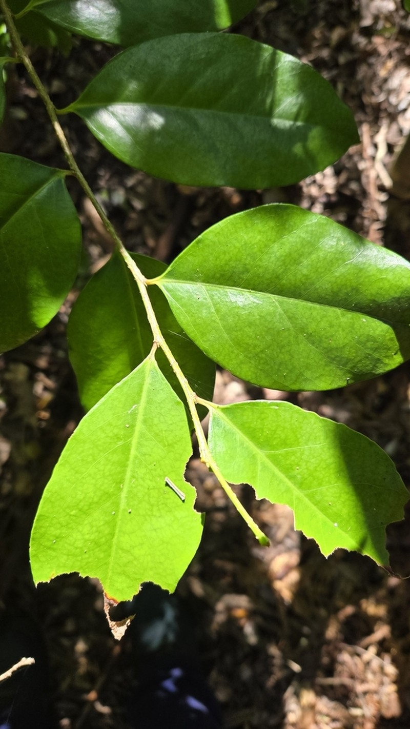 Xylosma terrae-reginae photo 5