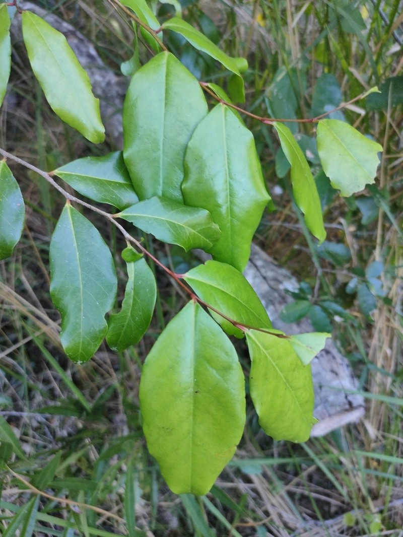 Xylosma terrae-reginae photo 7