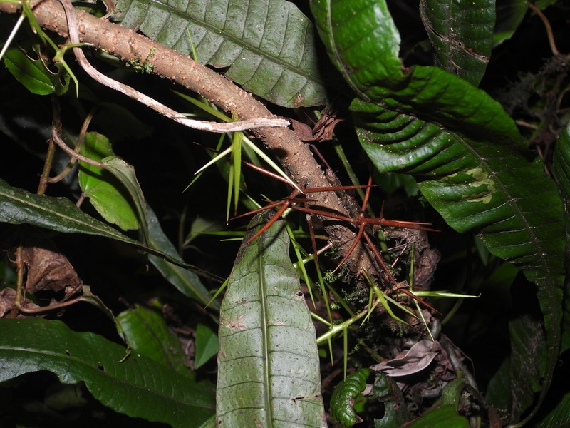 Xylosma tessmannii