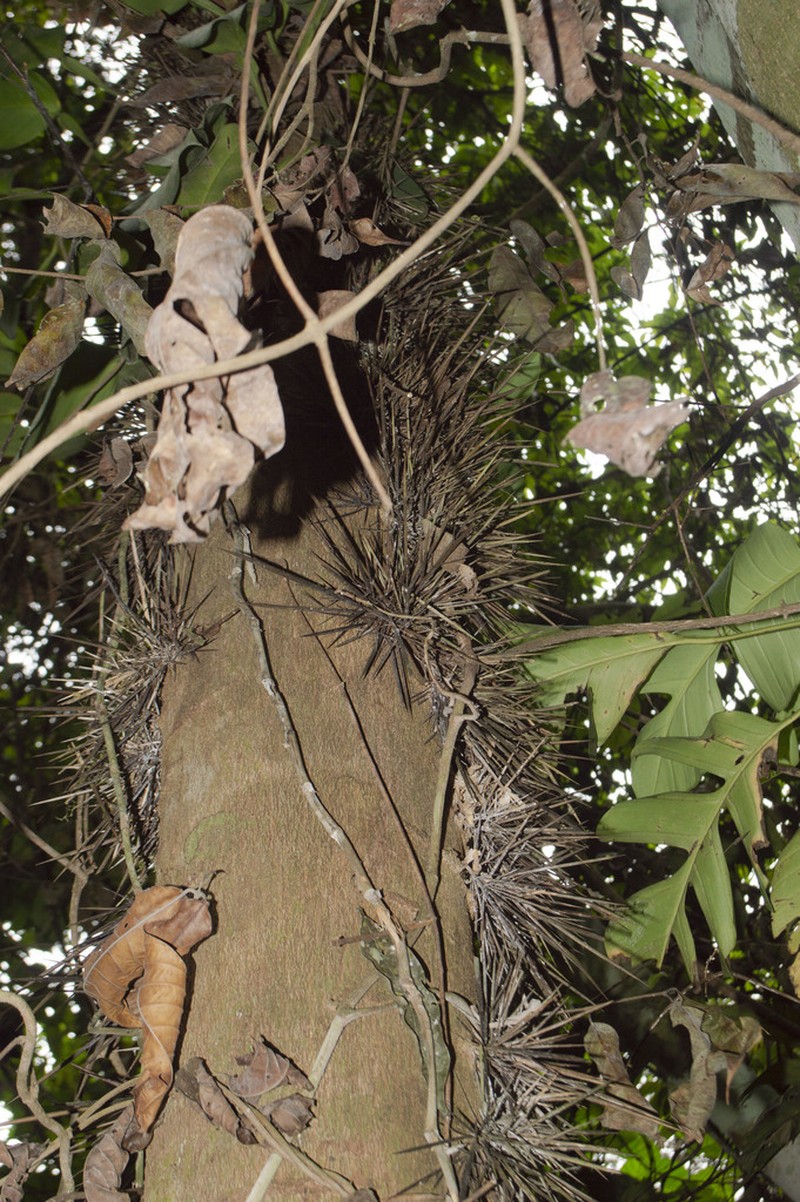 Xylosma tessmannii photo 2
