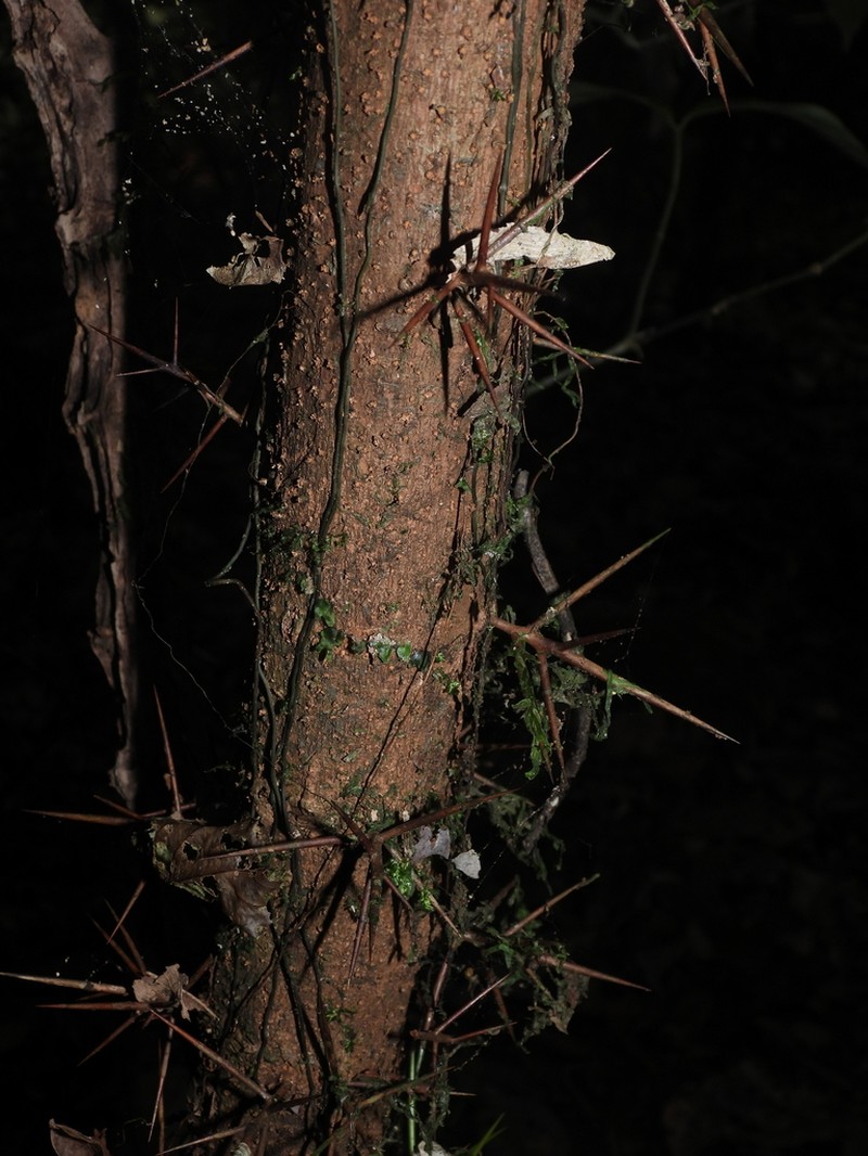 Xylosma tessmannii photo 3