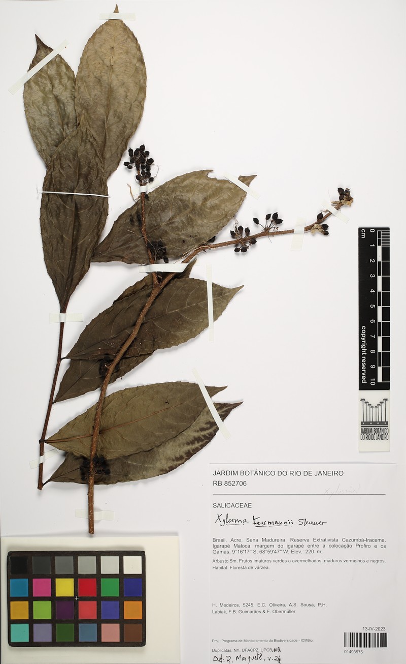 Xylosma tessmannii photo 4