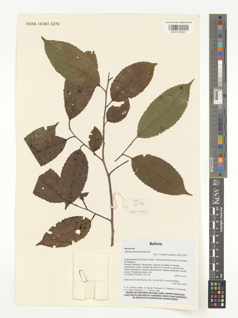 Xylosma tessmannii photo 5