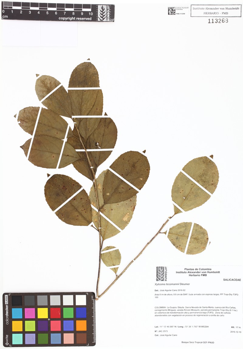 Xylosma tessmannii photo 6