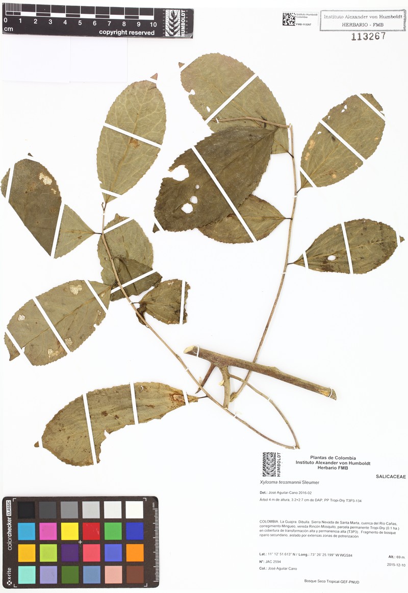 Xylosma tessmannii photo 7