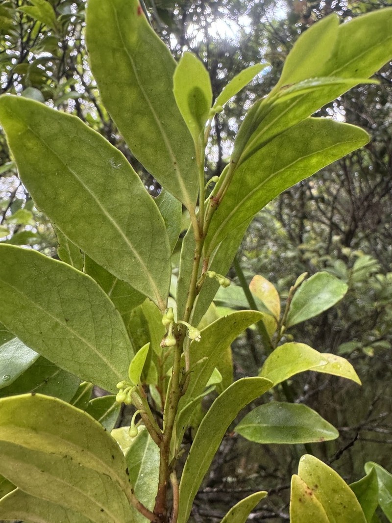 Xylosma tuberculata