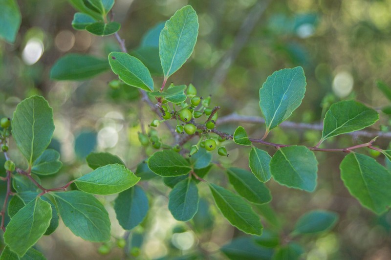 Xylosma tweediana