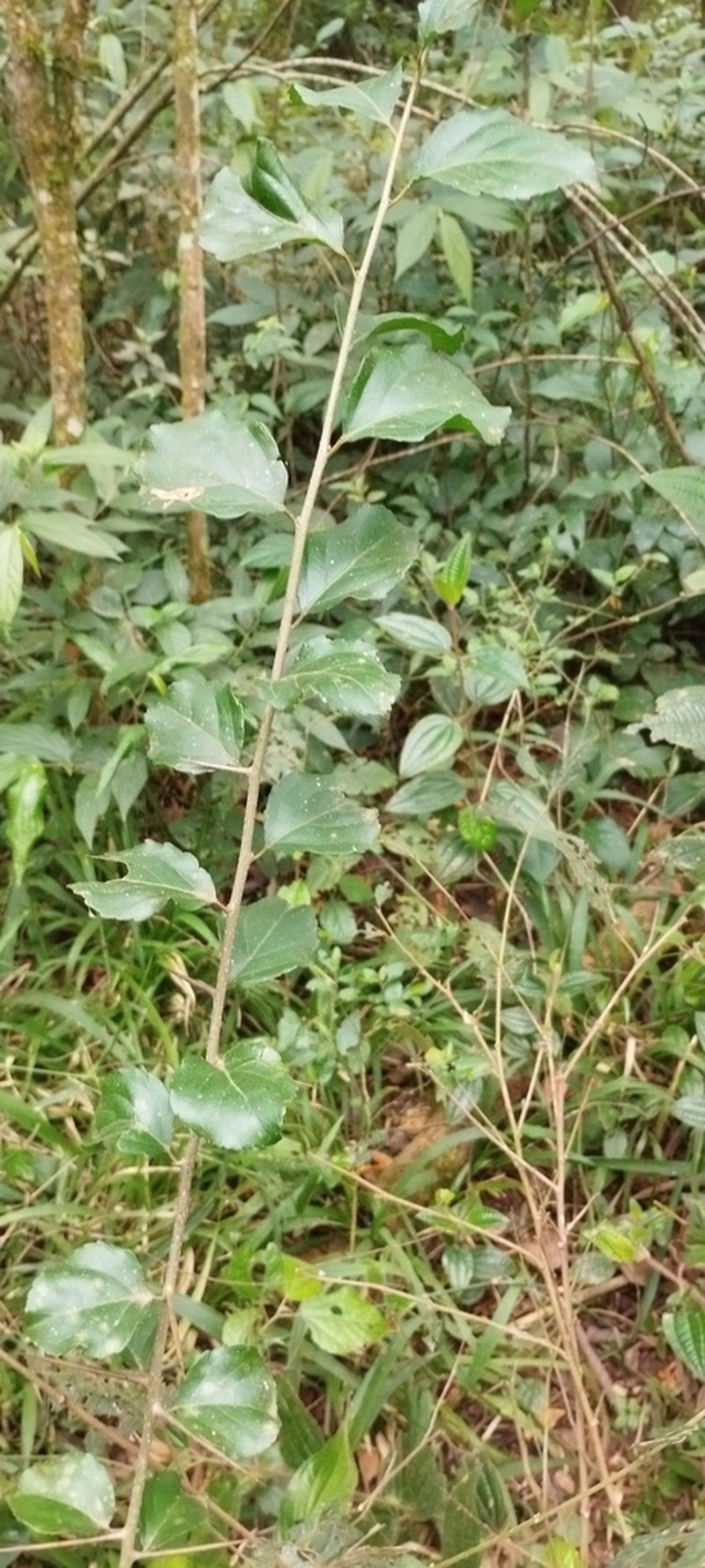 Xylosma tweediana photo 4