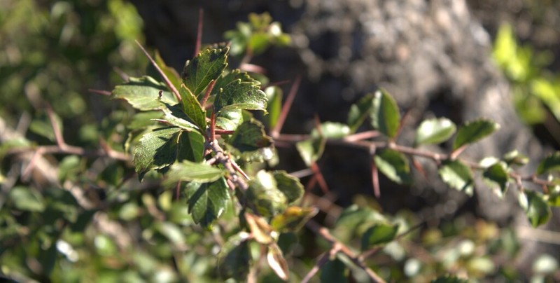 Xylosma tweediana photo 6