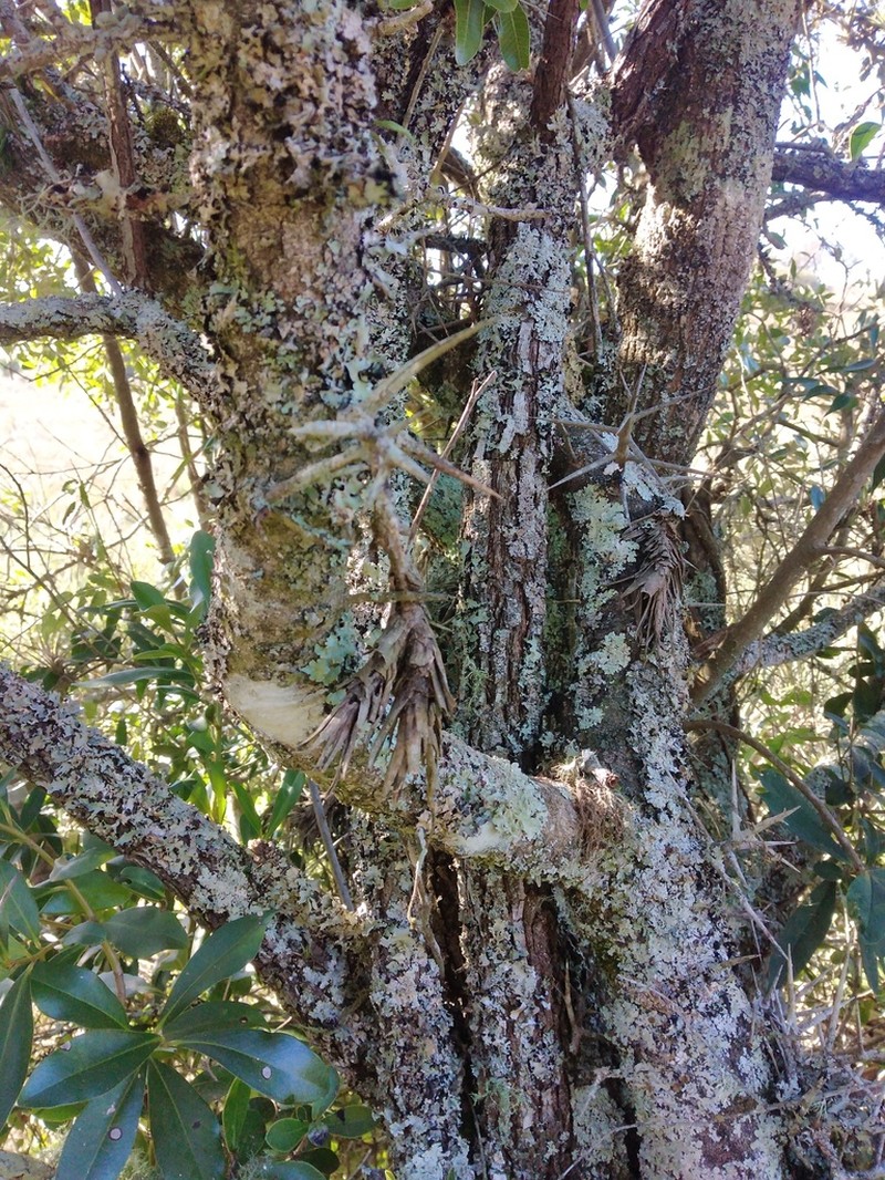 Xylosma tweediana photo 7