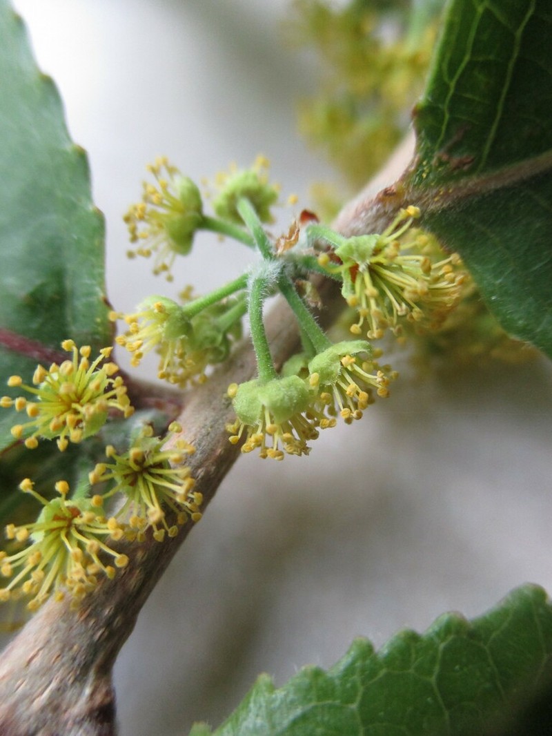Xylosma velutina