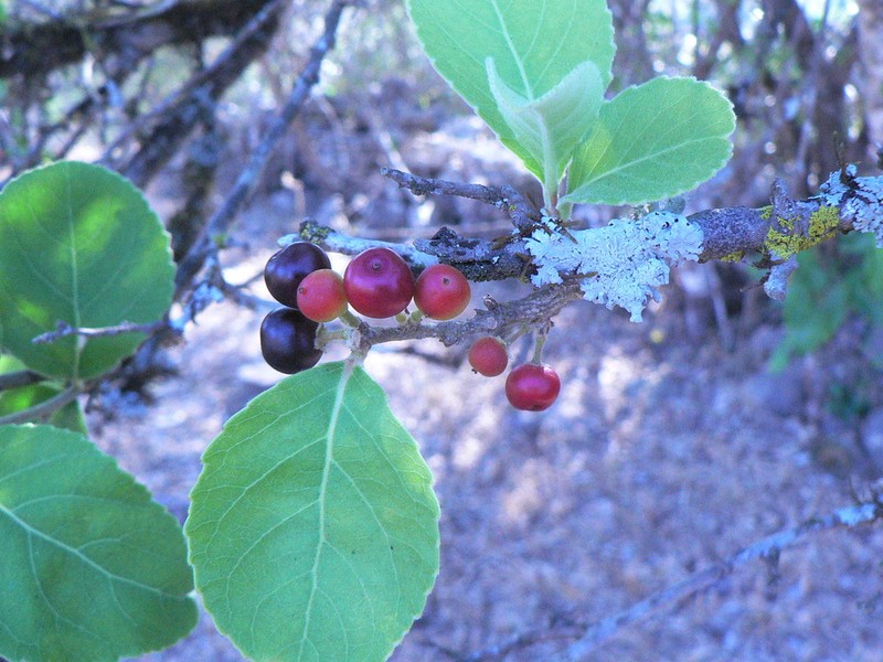 Xylosma velutina photo 2