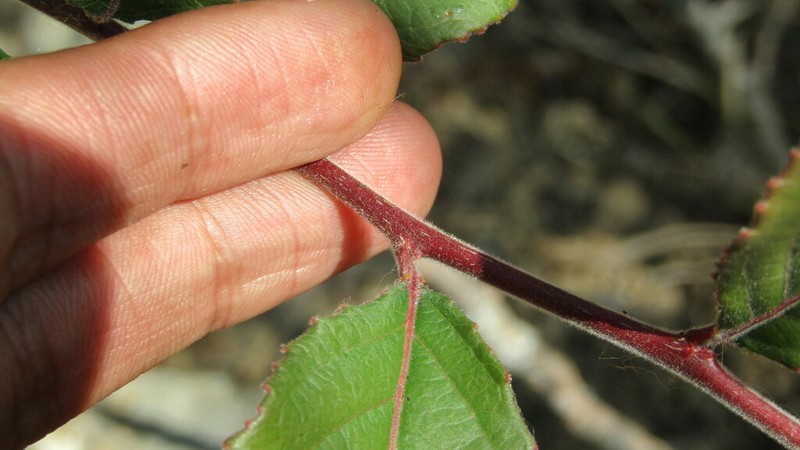 Xylosma velutina photo 3
