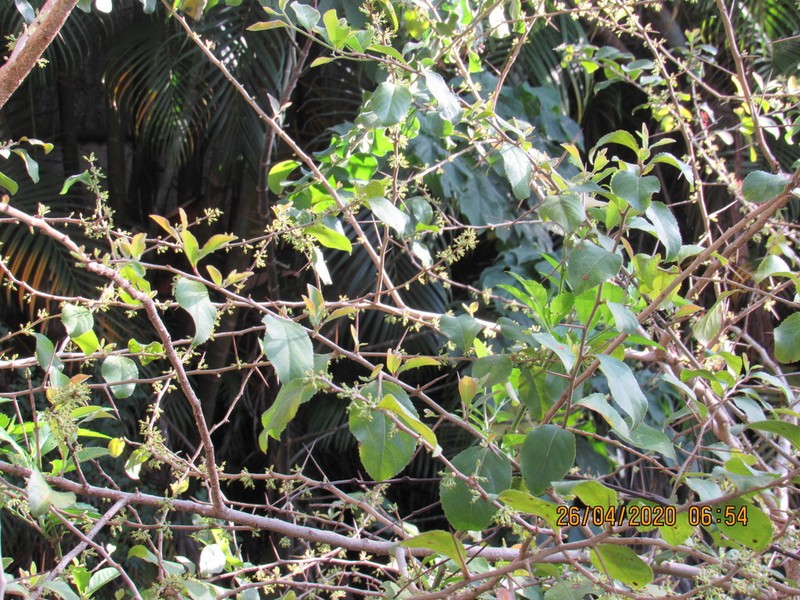 Xylosma velutina photo 4